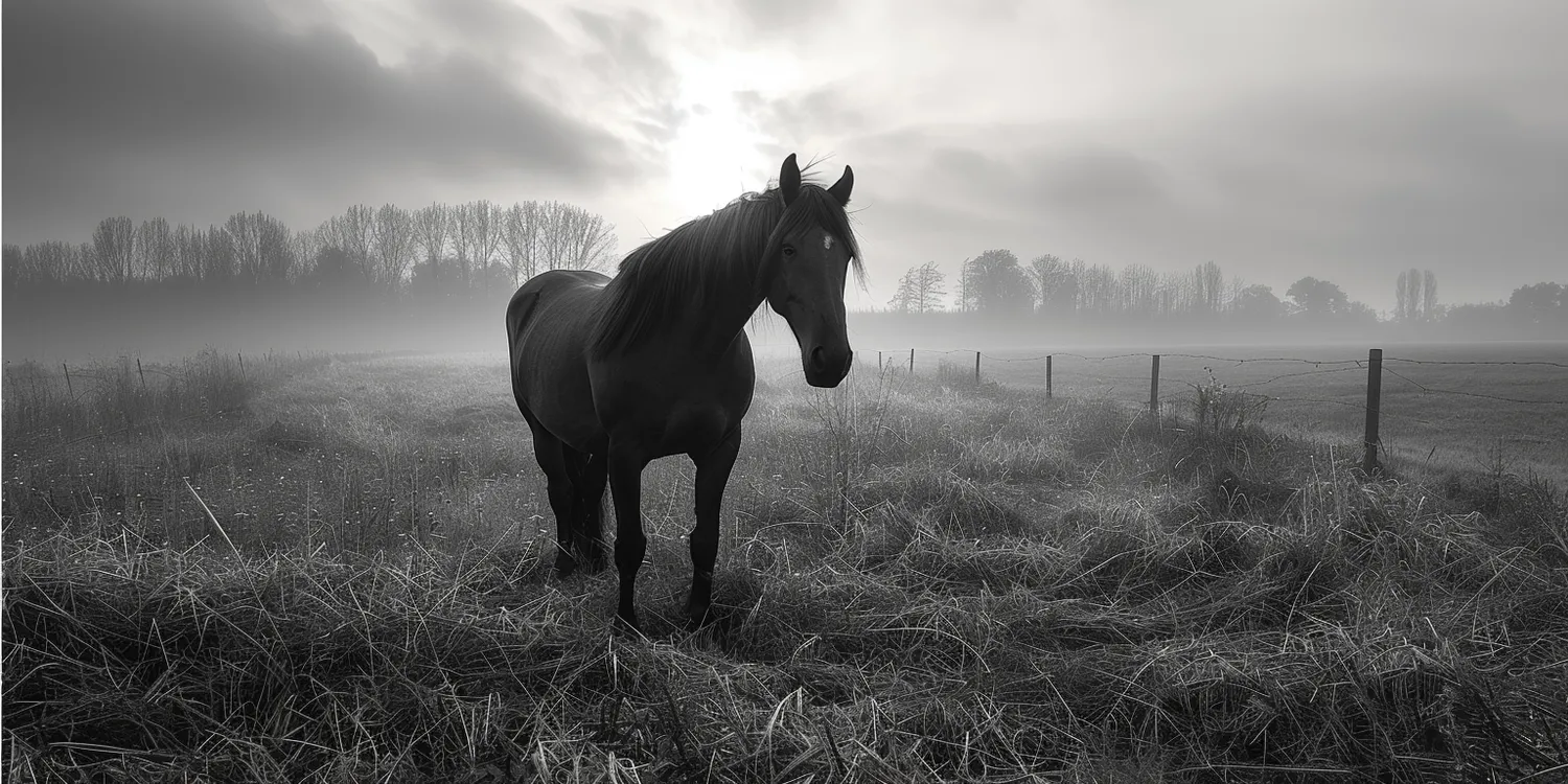 Z godnością na drugą stronę, czyli o krematoriach dla zwierząt